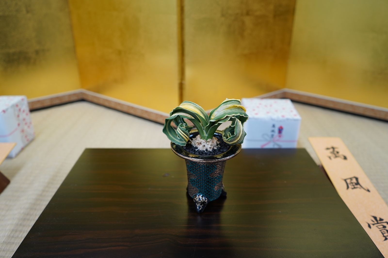 金屏風を背に、萬風賞の札とともに飾られたおもとの鉢