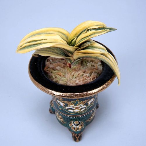 理 鳳