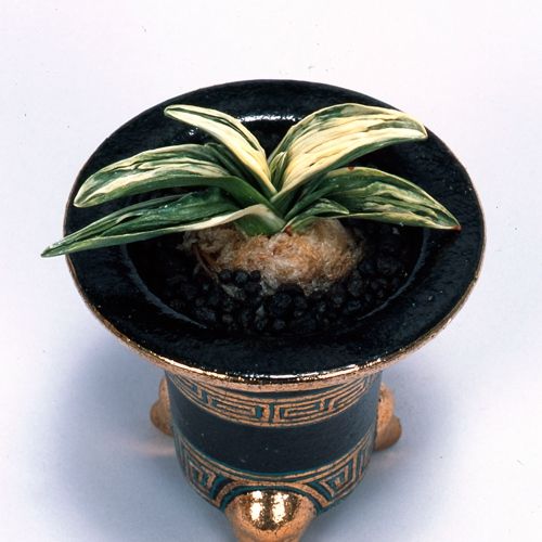 皇帝
