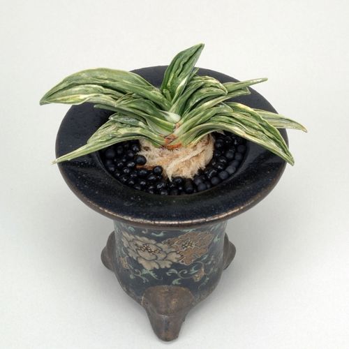 菱峻