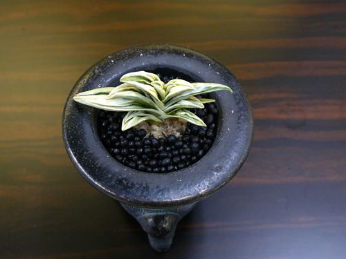 文晁