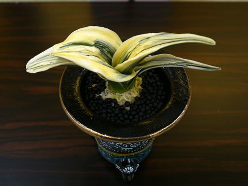 天児