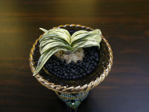 冠彩