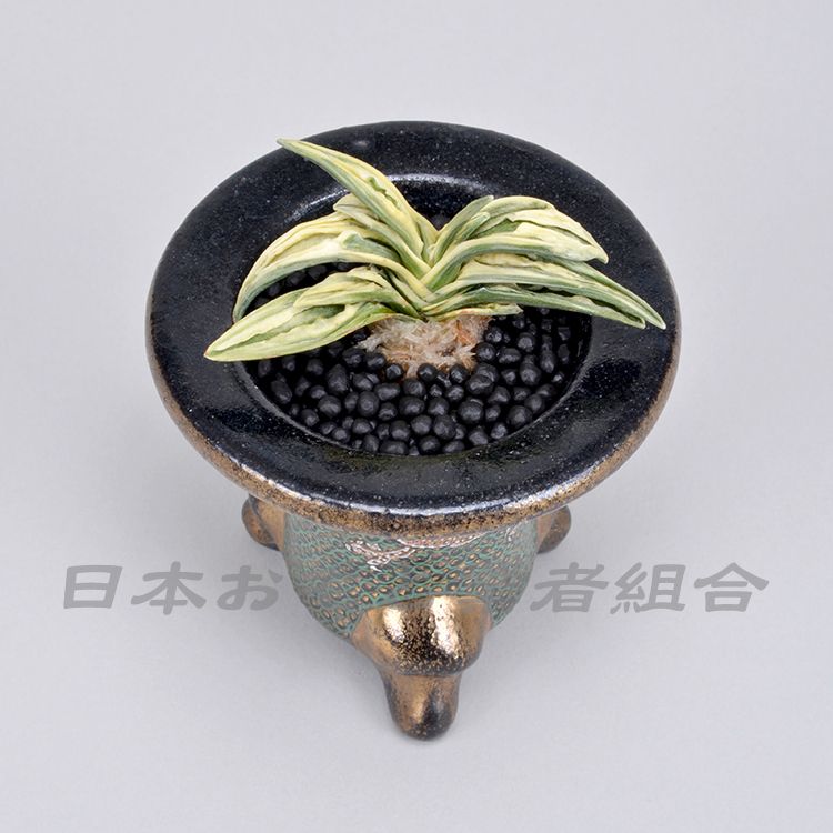 壽冠