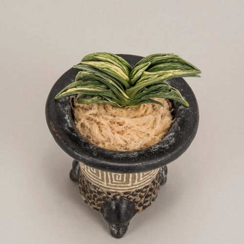 壽冠