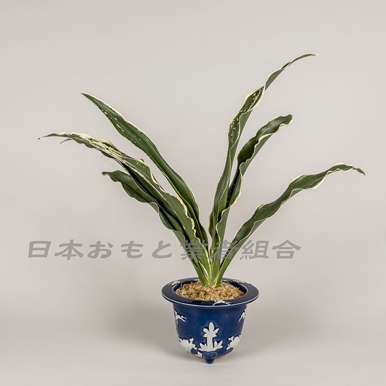 布璃瑠都の図