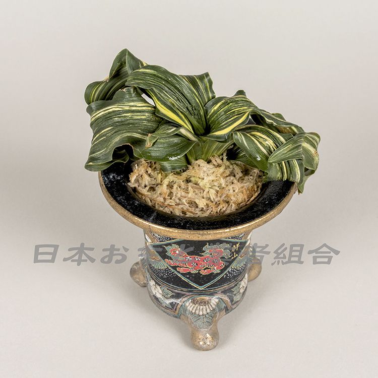 博展の舞