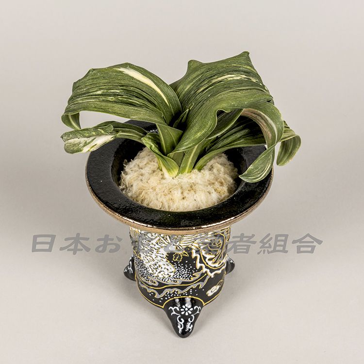 羅紗獅子実生