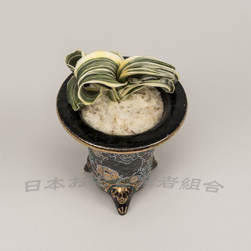 臥牛獅子