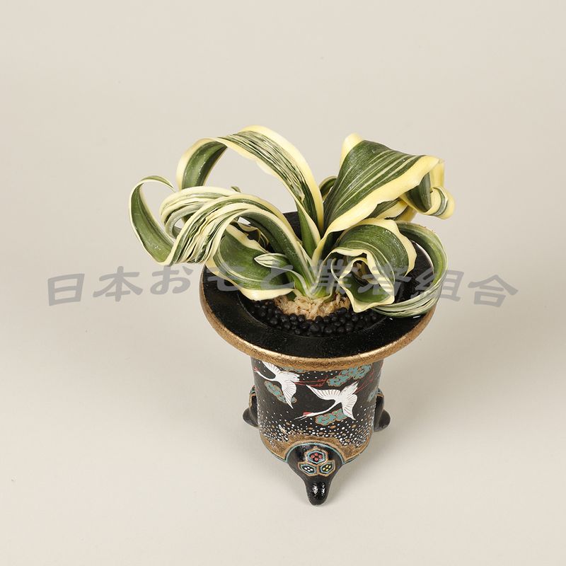 白龍丸