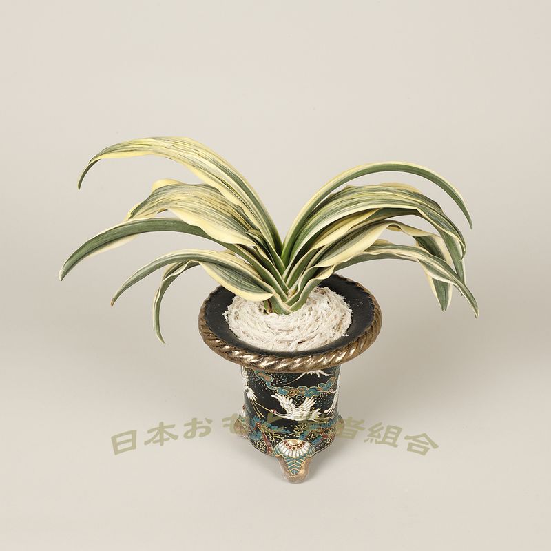 海吉