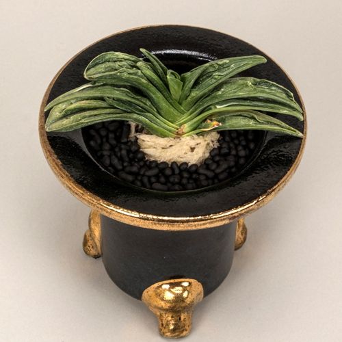 瑛雅