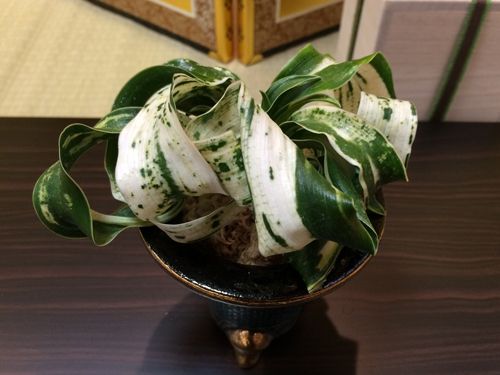 輪波獅子