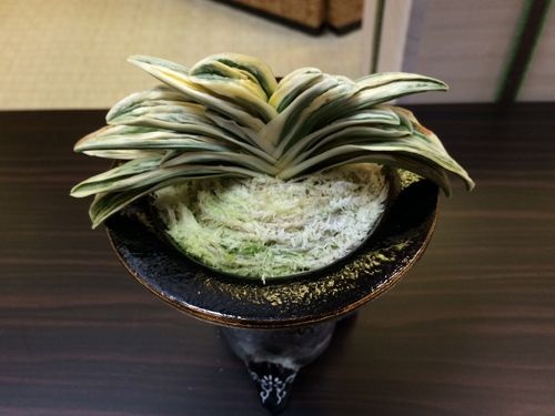 琴治