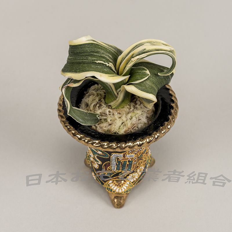 臥牛獅子