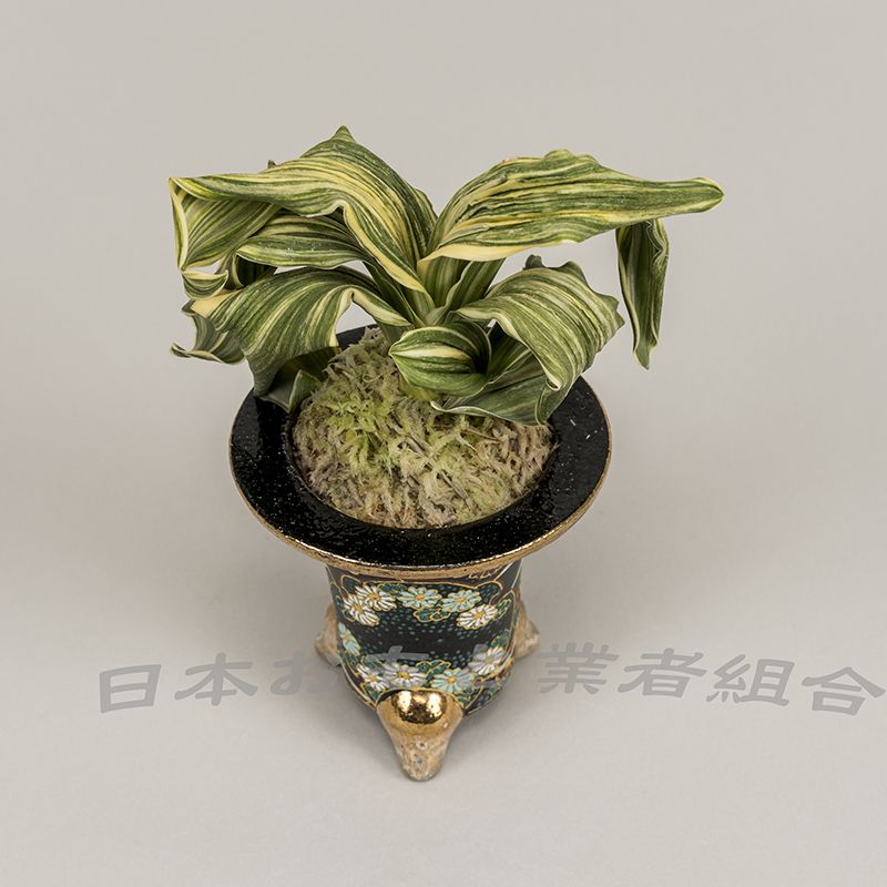 天文獅子
