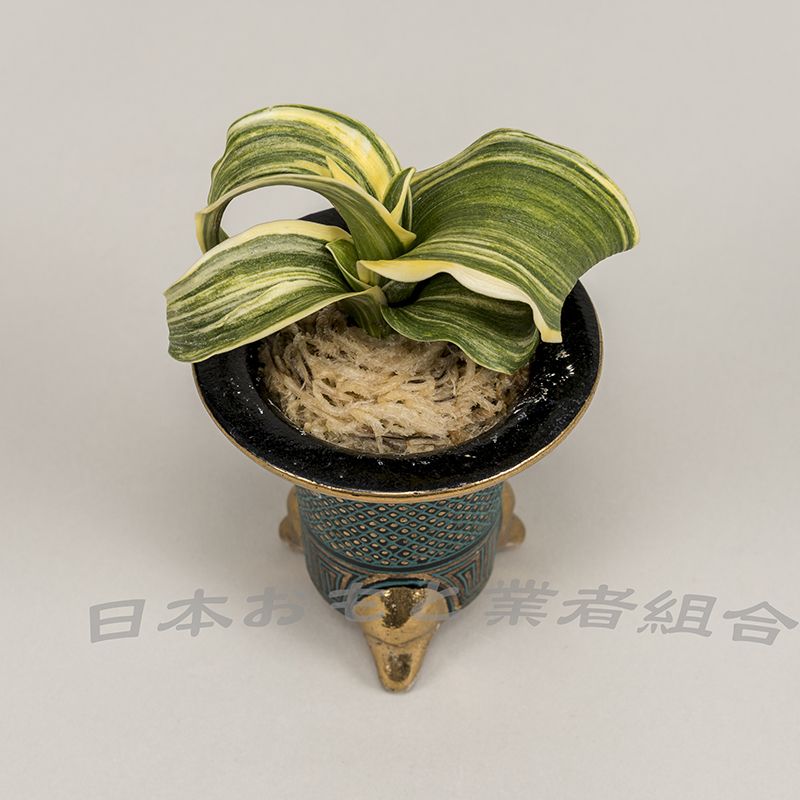 岡本獅子