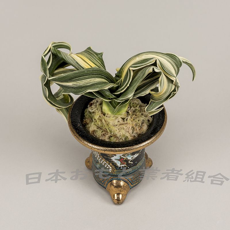 海龍獅子