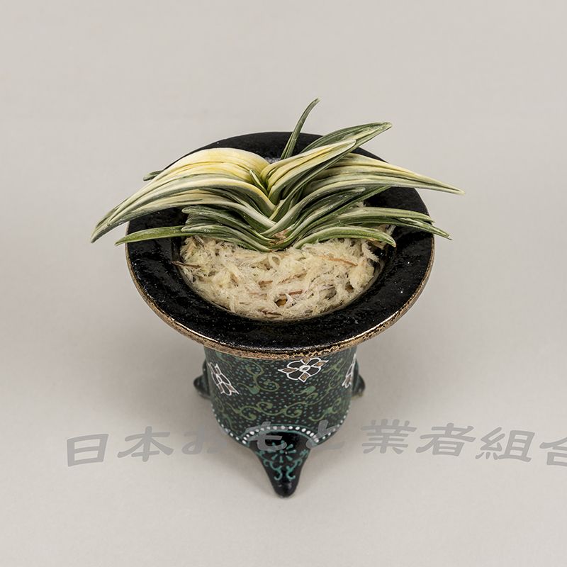 白塔