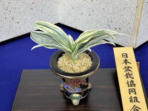 山雅の松