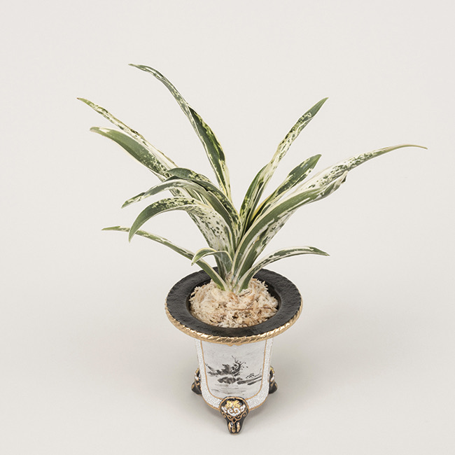 第69回日本おもと名品展 特別最優等作品 富士の図