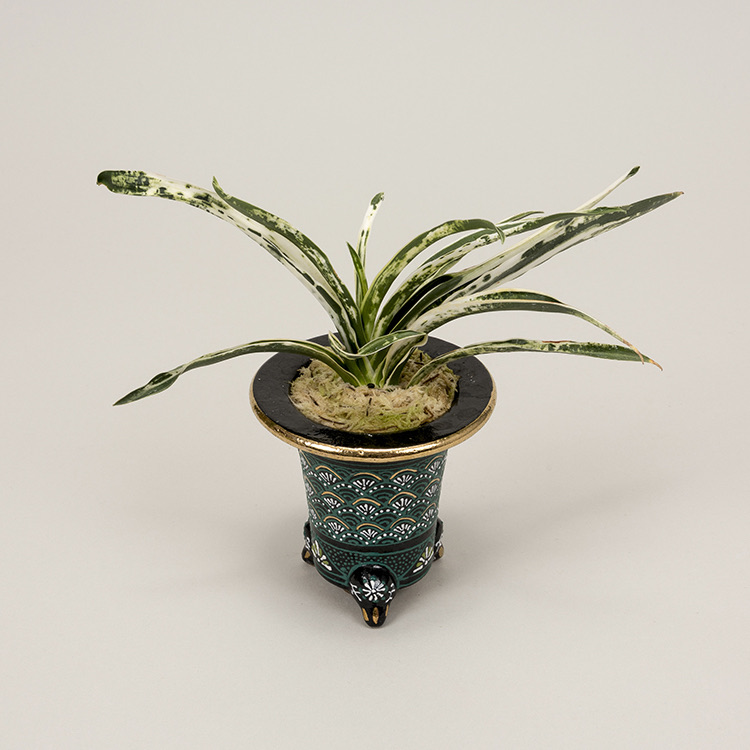 第76回日本おもと名品展 特別最優等作品 富士の図