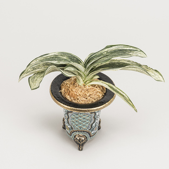 第70回日本おもと名品展 特別最優等作品 吉光の松
