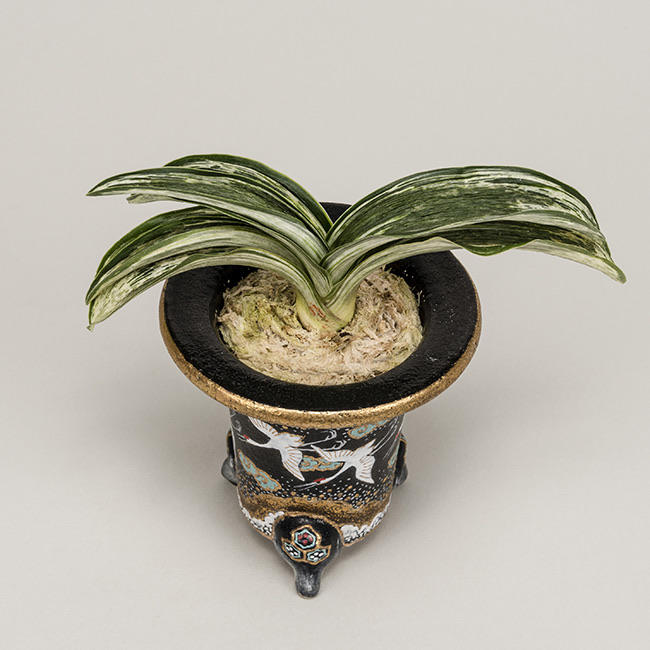 第73回日本おもと名品展 特別最優等作品 吉光の松