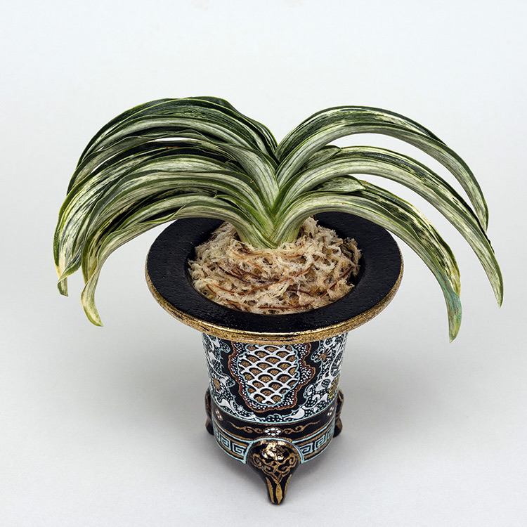 第74回日本おもと名品展 特別最優等作品 吉光の松