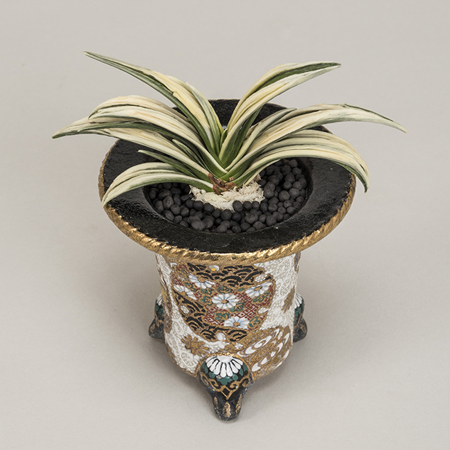 第71回日本おもと名品展 特別最優等作品 吉祥