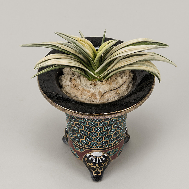 第72回日本おもと名品展 特別最優等作品 吉祥