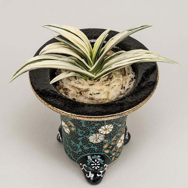 第73回日本おもと名品展 特別最優等作品 吉祥