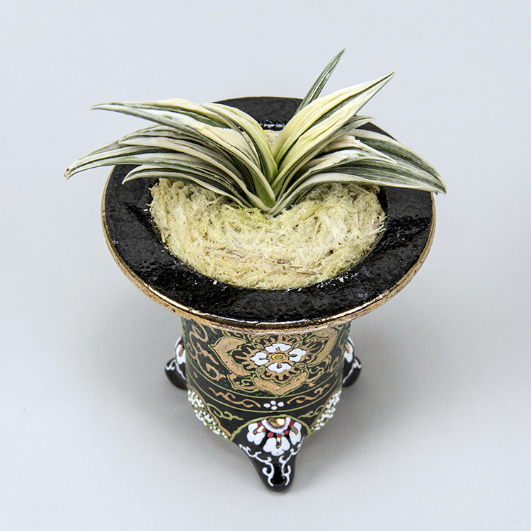 第75回日本おもと名品展 特別最優等作品 吉祥