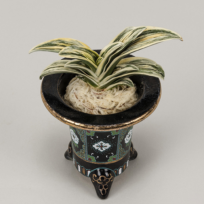 第72回日本おもと名品展 特別最優等作品 琴治