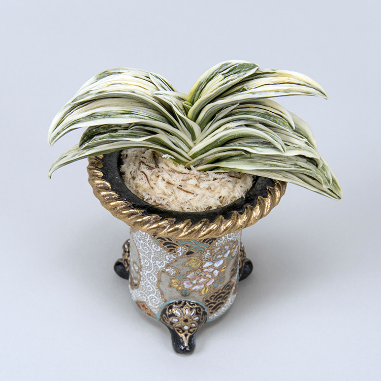 第75回日本おもと名品展 特別最優等作品 琴治