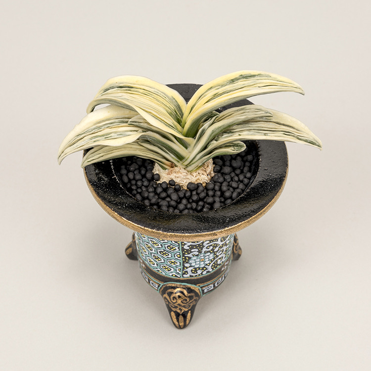 第76回日本おもと名品展 特別最優等作品 琴治