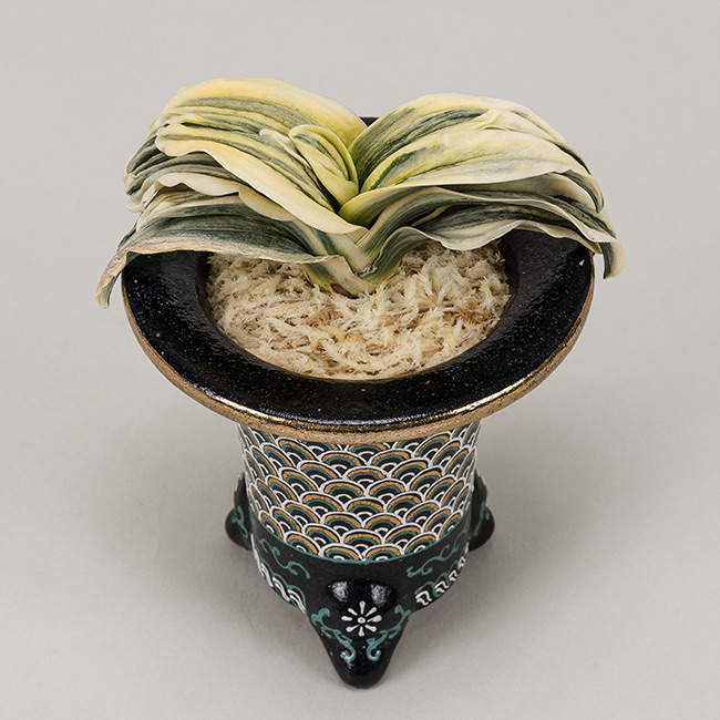 第72回日本おもと名品展 特別最優等作品 舞子