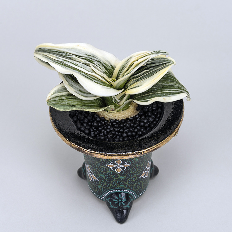 第74回日本おもと名品展 特別最優等作品 舞子