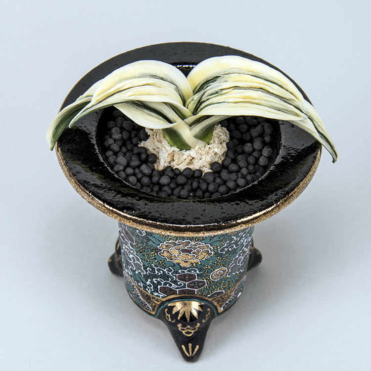 第75回日本おもと名品展 特別最優等作品 舞子