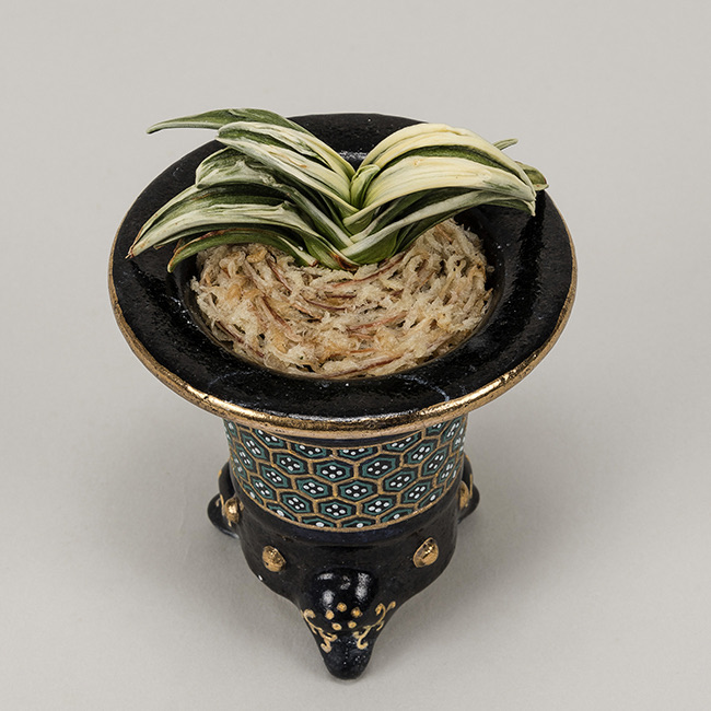 第72回日本おもと名品展 特別最優等作品 松籟