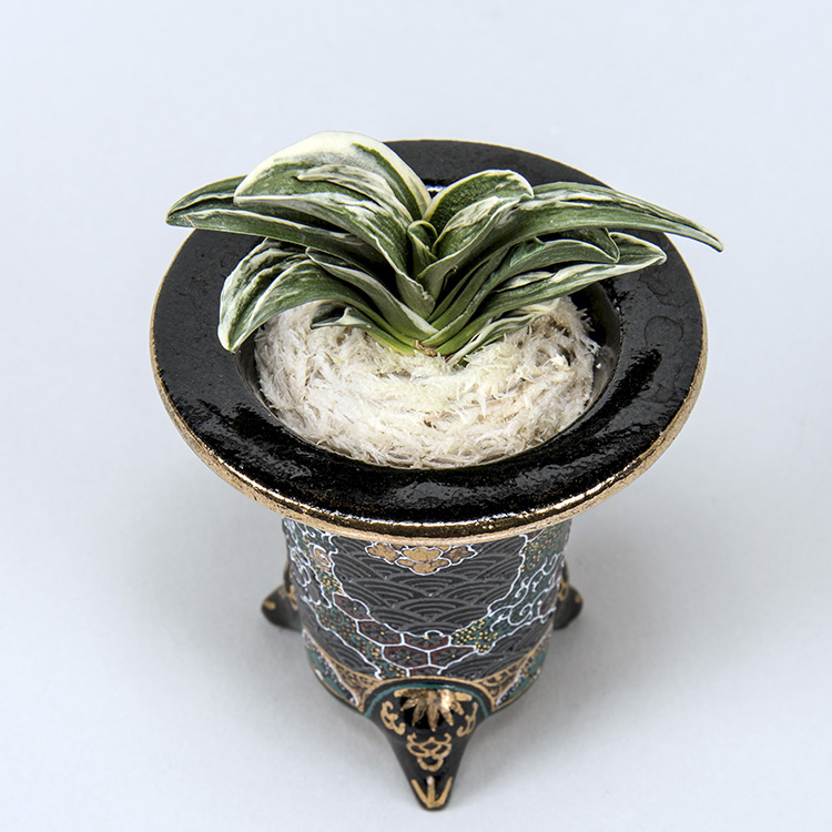 第75回日本おもと名品展 特別最優等作品 天童