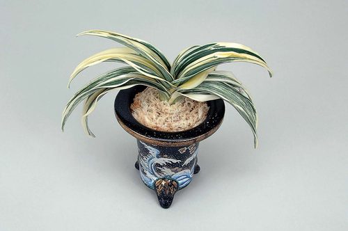 特志賞品種 山雅の松